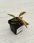 Philodendron 'Orange Princess'