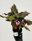 Homalomena rubescens Flaming Red Variegata