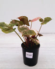 Syngonium podophyllum ' Strawberry Ice Galaxy'