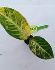 Phyllotaenium lindenii Magnificum Variegata -  Bare Bottom Baby