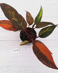 Philodendron 'Orange Princess' - FLASH SALE