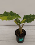 Alocasia Portora Variegata - SALE