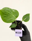 Monstera Deliciosa 'Bulbasaur' - 70mm