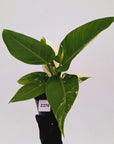 Philodendron imperial green variegata