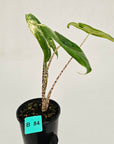 Alocasia zebrina variegata