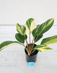 Homalomena Tropical Green Variegata -sale