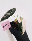 Alocasia reginula 'Black Velvet variegata' - Bare Bottom Baby