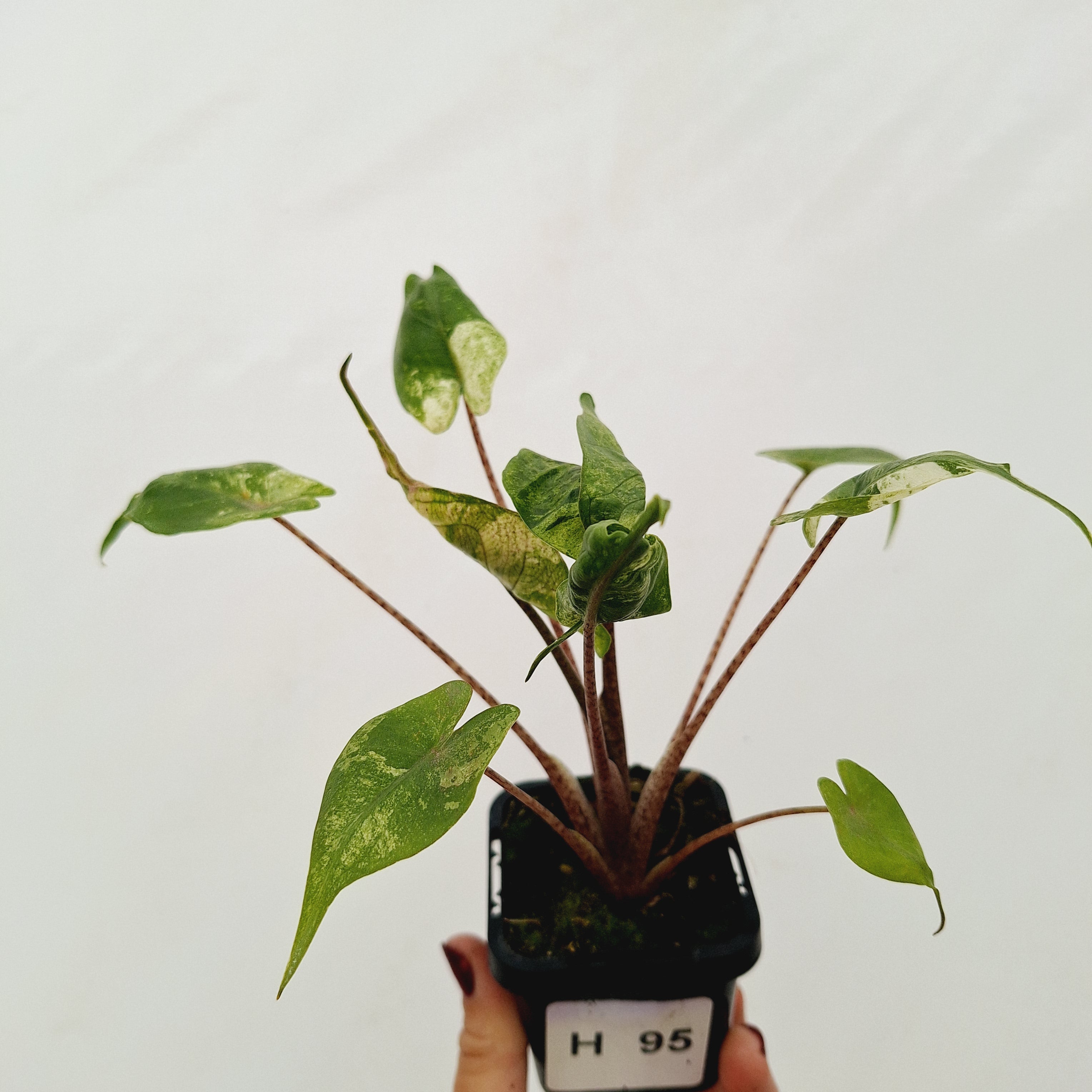 Alocasia macrorrhizos 'Stingray Aurea' Variegata