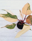 Philodendron erubescens Strawberry Shake - SALE