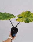 Alocasia Portora Variegata