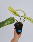 Epipremnum giganteum variegata