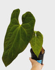 Anthurium Papillilaminum