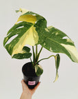 Monstera deliciosa 'Thai Constellation'