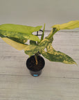 Philodendron Silver Sword Variegata
