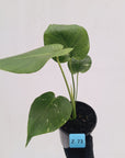 Monstera Deliciosa 'Mint'