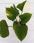 Homalomena rubescens 'Emerald Gem' Variegata