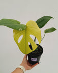 Monstera Deliciosa 'Mint' - SALE