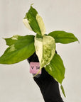 Aglaonema modestum variegata