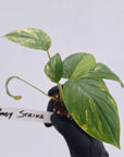 Homalomena rubescens Variegata - Bare Bottom Baby