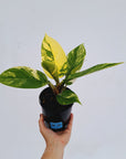 Philodendron imperial green variegata
