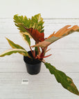 Philodendron serratum Caramel Marble