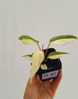 Philodendron gloriosum variegata