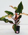 Philodendron erubescens Strawberry Shake