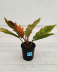 Philodendron serratum Caramel Marble
