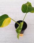 Monstera borsigiana 'Aurea'