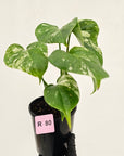Monstera borsigiana 'Albo'