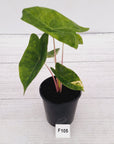 Alocasia 'Morocco' Variegated - SALE