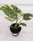 Monstera deliciosa Thai Constellation Sports