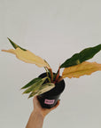 Philodendron serratum 'Caramel Marble'