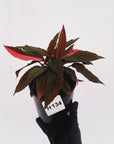 Homalomena Humilis Jungle Satin Variegata