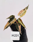 Alocasia Amazonica bambino Variegata