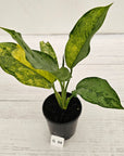 Aglaonema commutatum BJ Freeman Variegata
