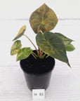 Alocasia ‘wentii’ Variegated
