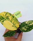 Phyllotaenium lindenii Magnificum Variegata -  Bare Bottom Baby
