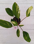 Homalomena Tropical Green Variegata -sale