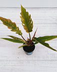Philodendron serratum Caramel Marble