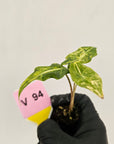 Alocasia portei Malaysian Monster Variegata - Bare Bottom Baby - SALE