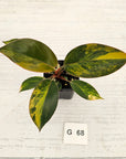 Philodendron 'Rojo Congo Variegated' - SALE
