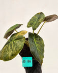 Alocasia ‘wentii’ Variegated - SALE