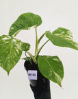 Monstera borsigiana 'Albo'