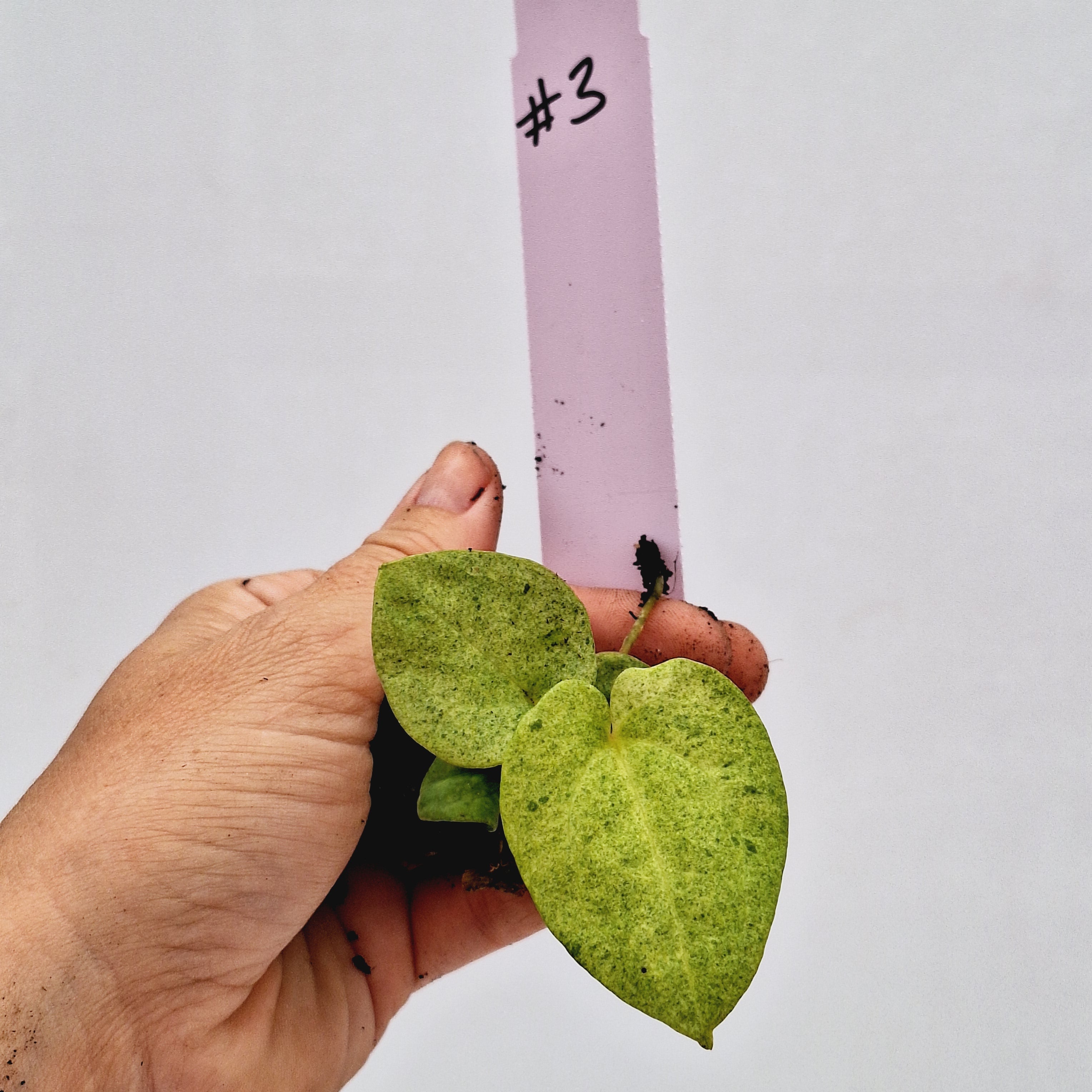 Anthurium 'Dark Phoenix' Variegata - Bare Bottom Baby