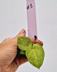 Anthurium 'Dark Phoenix' Variegata - Bare Bottom Baby
