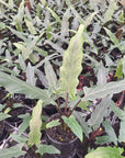Alocasia lauterbachiana Purple Sword
