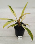 Philodendron serratum Caramel Marble Albo
