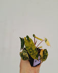 Philodendron billietiae Variegata