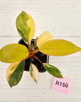 Philodendron 'Rojo Congo Variegated' 70mm